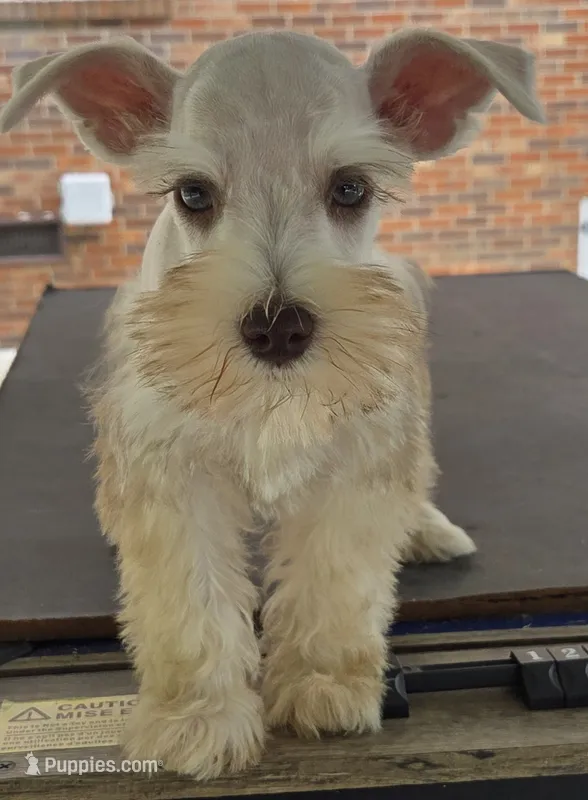 Cream boy  – Miniature Schnauzer puppy for sale in Fayetteville, NC