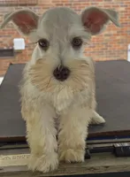 Discounts available to motivated buyers , a male Miniature Schnauzer for sale in Fayetteville, NC – 1 of 9