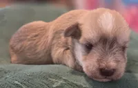 Chocolate pepper parti Boy , a male Miniature Schnauzer for sale in Fayetteville, NC – 6 of 9