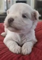 Big white Girl , a female Miniature Schnauzer for sale in Fayetteville, NC – 4 of 9