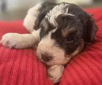 Rosie's Boy  BP, a male Miniature Schnauzer for sale in Fayetteville, NC – 7 of 10