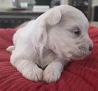 Big white Girl , a female Miniature Schnauzer for sale in Fayetteville, NC – 8 of 9