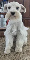 CIELO, a female Miniature Schnauzer for sale in Fayetteville, NC – 4 of 8