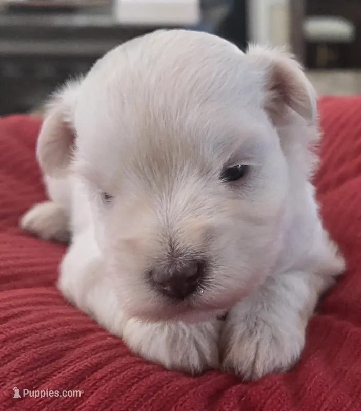 Big white Girl  – Miniature Schnauzer puppy for sale in Fayetteville, NC