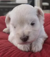 Big white Girl , a female Miniature Schnauzer for sale in Fayetteville, NC – 1 of 9