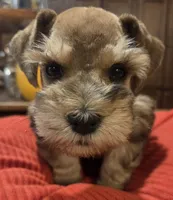 Rosie's girl Red/Sable Pepper , a female Miniature Schnauzer for sale in Fayetteville, NC – 8 of 9