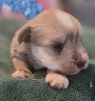 Chocolate pepper parti Boy , a male Miniature Schnauzer for sale in Fayetteville, NC – 2 of 9