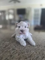 White Girl , a female Miniature Schnauzer for sale in Fayetteville, NC – 7 of 8