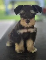 Chocolate & Tan girl , a female Miniature Schnauzer for sale in Fayetteville, NC – 7 of 10