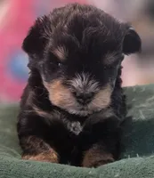 Black and Tan Boy Blue eyes , a male Miniature Schnauzer for sale in Fayetteville, NC – 3 of 9