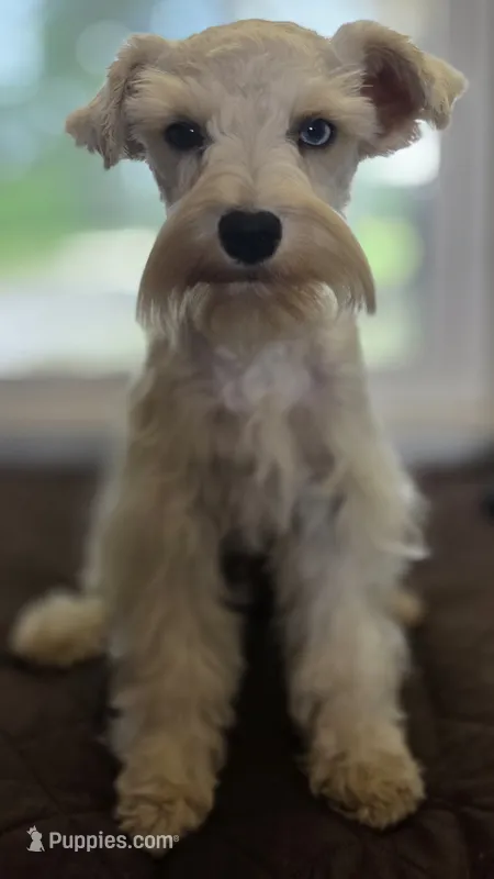 CIELO – Miniature Schnauzer puppy for sale in Fayetteville, NC