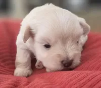 Little White Girl , a female Miniature Schnauzer for sale in Fayetteville, NC – 5 of 10