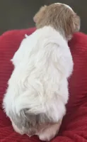 Rosie's girl Parti, a female Miniature Schnauzer for sale in Fayetteville, NC – 5 of 5