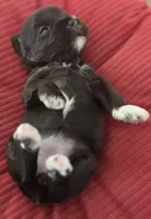 Chocolate girl , a female Miniature Schnauzer for sale in Fayetteville, NC – 9 of 10