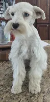 CIELO, a female Miniature Schnauzer for sale in Fayetteville, NC – 6 of 8