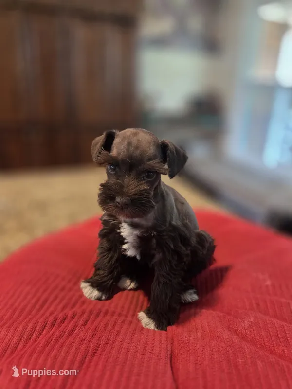 Chocolate girl  – Miniature Schnauzer puppy for sale in Fayetteville, NC