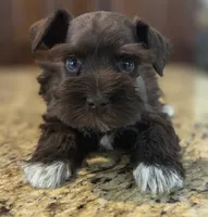 Chocolate girl , a female Miniature Schnauzer for sale in Fayetteville, NC – 8 of 9