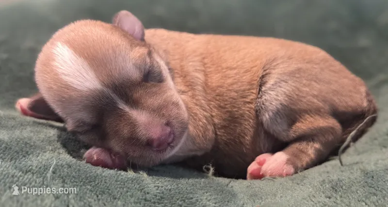 Tan and white boy – Miniature Schnauzer puppy for sale in Fayetteville, NC