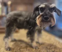 Pepita, a female Miniature Schnauzer for sale in Fayetteville, NC – 2 of 10