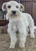 CIELO, a female Miniature Schnauzer for sale in Fayetteville, NC – 2 of 8