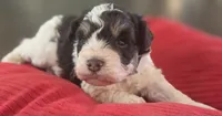 Rosie's Boy  BP, a male Miniature Schnauzer for sale in Fayetteville, NC – 2 of 10