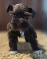 Chocolate girl , a female Miniature Schnauzer for sale in Fayetteville, NC – 2 of 9