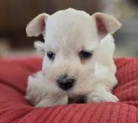 White Girl black nose blue eyes, a female Miniature Schnauzer for sale in Fayetteville, NC – Photo 9 of 10