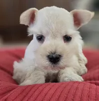 White Girl black nose blue eyes, a female Miniature Schnauzer for sale in Fayetteville, NC – Photo 4 of 10