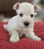 White Girl black nose blue eyes, a female Miniature Schnauzer for sale in Fayetteville, NC – Photo 1 of 10