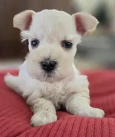 White Girl black nose blue eyes, a female Miniature Schnauzer for sale in Fayetteville, NC – Photo 5 of 10