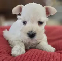 White Girl black nose blue eyes, a female Miniature Schnauzer for sale in Fayetteville, NC – Photo 3 of 10