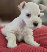 White Girl black nose blue eyes, a female Miniature Schnauzer for sale in Fayetteville, NC – Photo 8 of 10