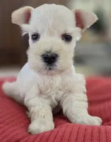 White Girl black nose blue eyes, a female Miniature Schnauzer for sale in Fayetteville, NC – Photo 6 of 10