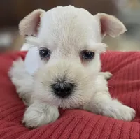 White Girl black nose blue eyes, a female Miniature Schnauzer for sale in Fayetteville, NC – Photo 2 of 10