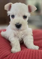 White Girl black nose blue eyes, a female Miniature Schnauzer for sale in Fayetteville, NC – Photo 10 of 10