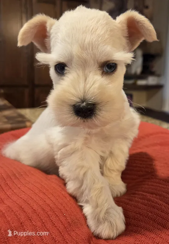 White Girl black nose blue eyes – Miniature Schnauzer puppy for sale in Fayetteville, NC
