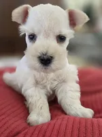 White Girl black nose blue eyes, a female Miniature Schnauzer for sale in Fayetteville, NC – Photo 7 of 10