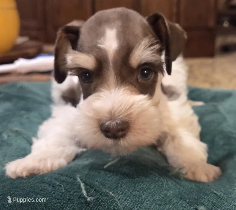 Rosie's Boy LP – Miniature Schnauzer puppy for sale in Fayetteville, NC