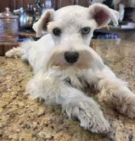 CIELO, a female Miniature Schnauzer for sale in Fayetteville, NC – 9 of 10