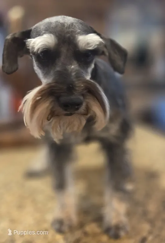 Pepita – Miniature Schnauzer puppy for sale in Fayetteville, NC