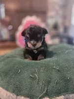 Black and Tan Boy Blue eyes , a male Miniature Schnauzer for sale in Fayetteville, NC – 5 of 9