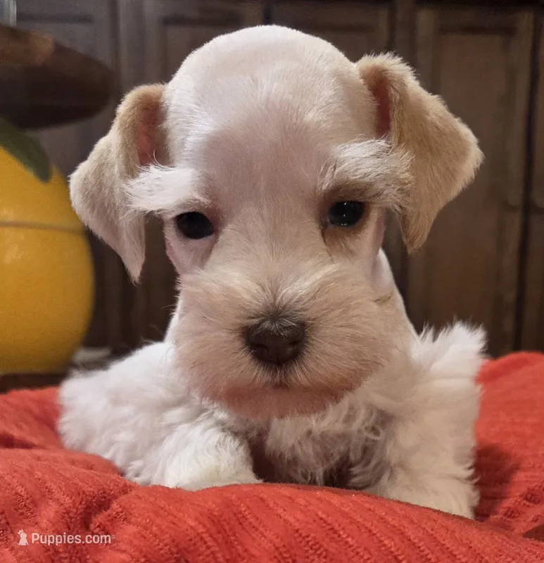 Rosie's girl Parti – Miniature Schnauzer puppy for sale in Fayetteville, NC