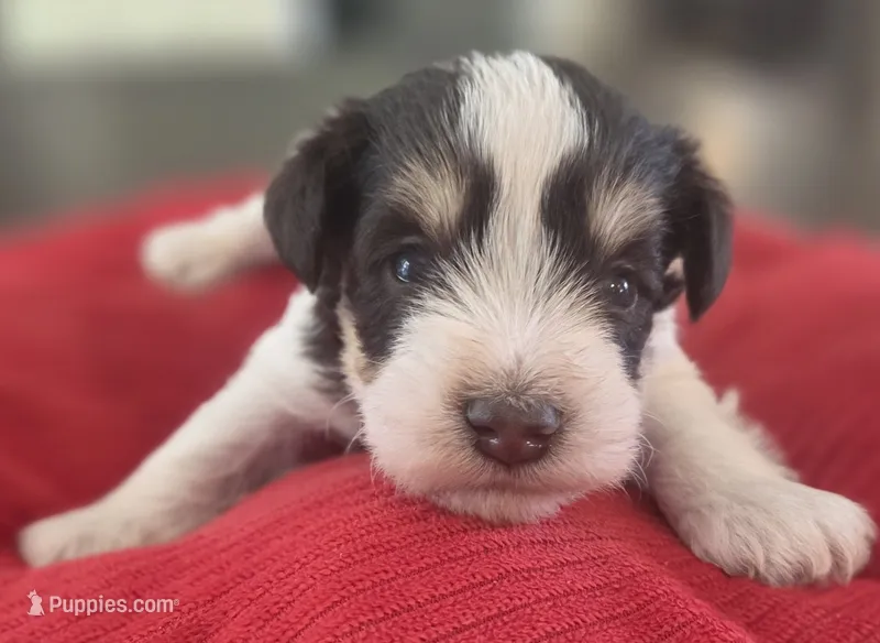 Rosie's Boy LP – Miniature Schnauzer puppy for sale in Fayetteville, NC