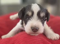 Rosie's Boy LP, a male Miniature Schnauzer for sale in Fayetteville, NC – 1 of 7