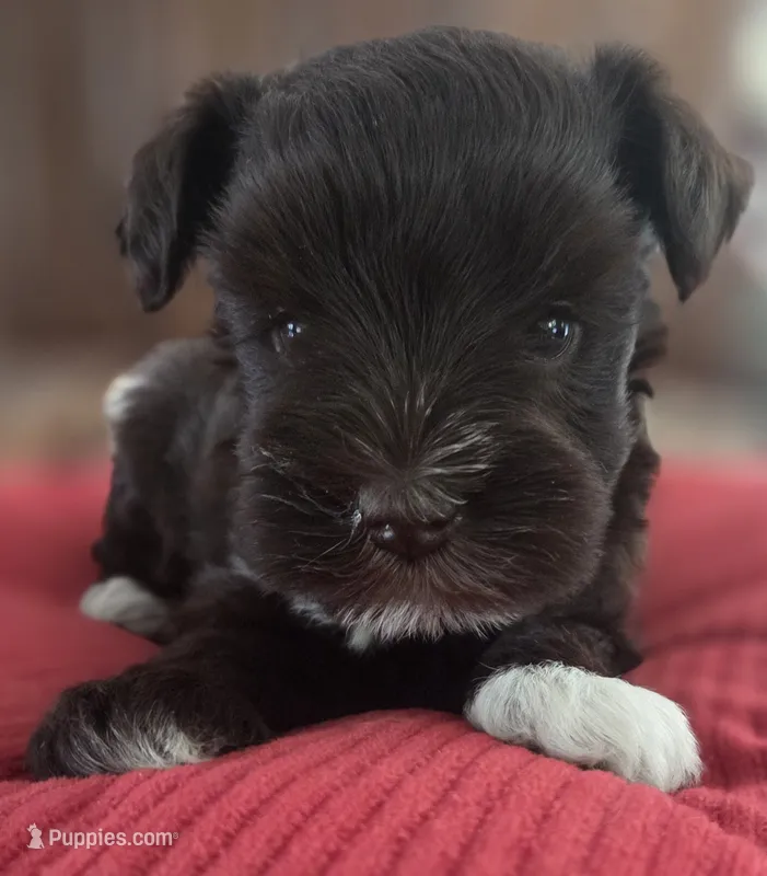 Chocolate girl  – Miniature Schnauzer puppy for sale in Fayetteville, NC