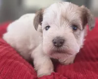 Rosie's girl Parti, a female Miniature Schnauzer for sale in Fayetteville, NC – 4 of 5