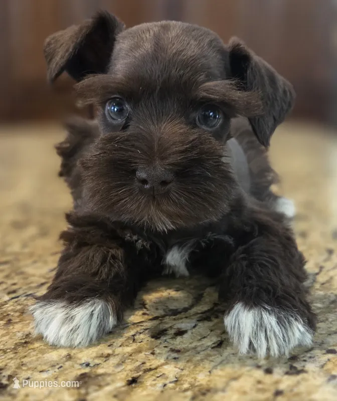 Chocolate girl  – Miniature Schnauzer puppy for sale in Fayetteville, NC