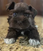 Chocolate girl , a female Miniature Schnauzer for sale in Fayetteville, NC – 1 of 9