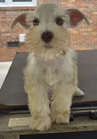 Discounts available to motivated buyers , a male Miniature Schnauzer for sale in Fayetteville, NC – 5 of 9