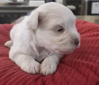 Big white Girl , a female Miniature Schnauzer for sale in Fayetteville, NC – 9 of 9